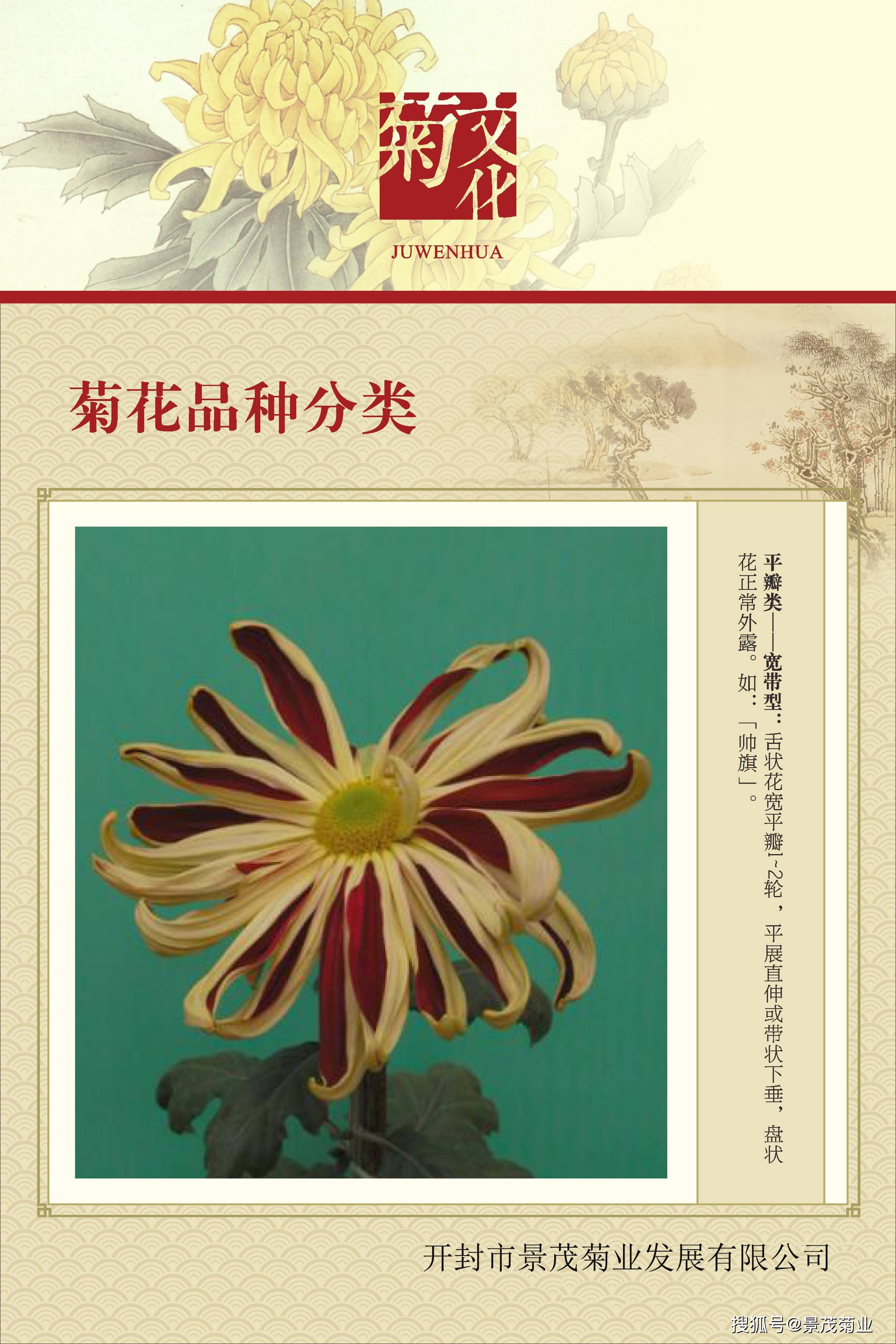 菊花的分类