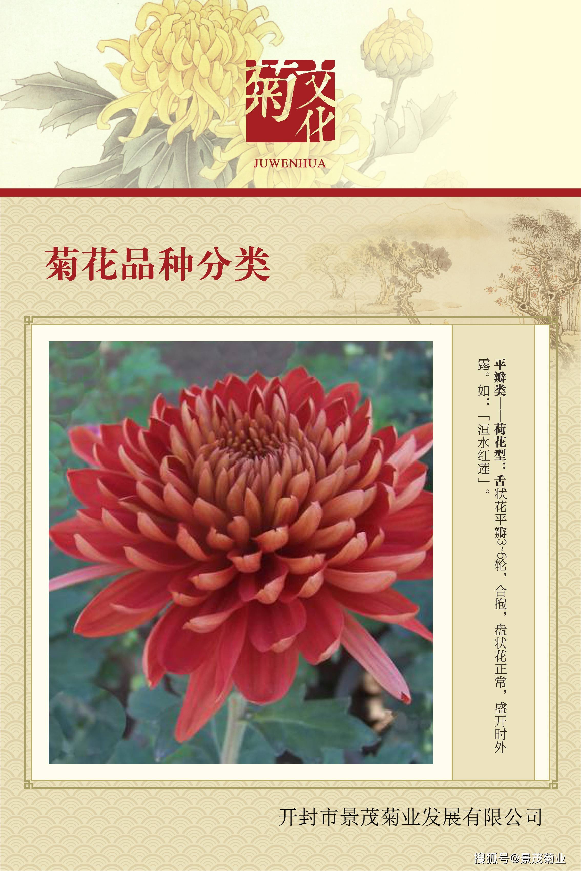 菊花的分类