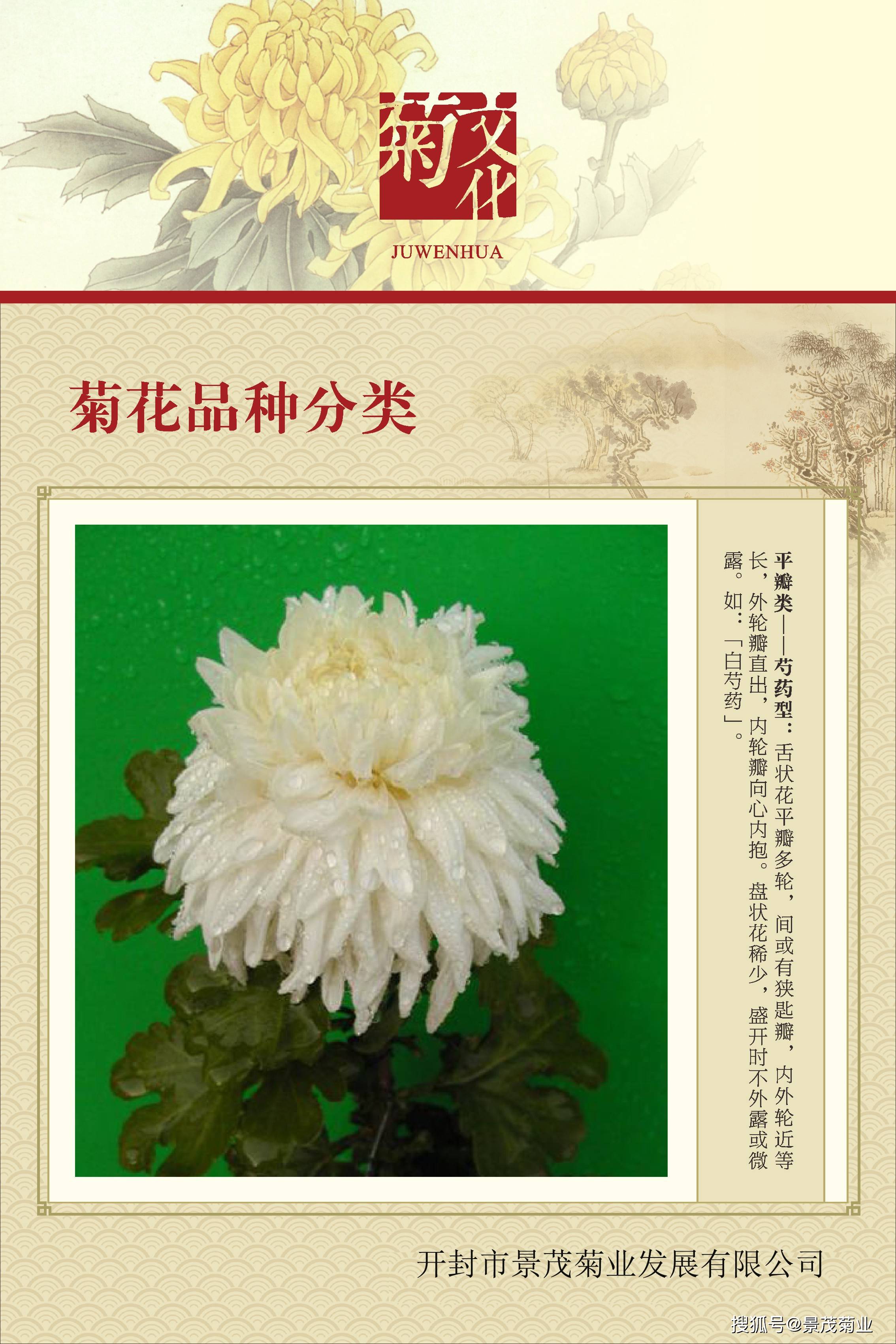 菊花的分类