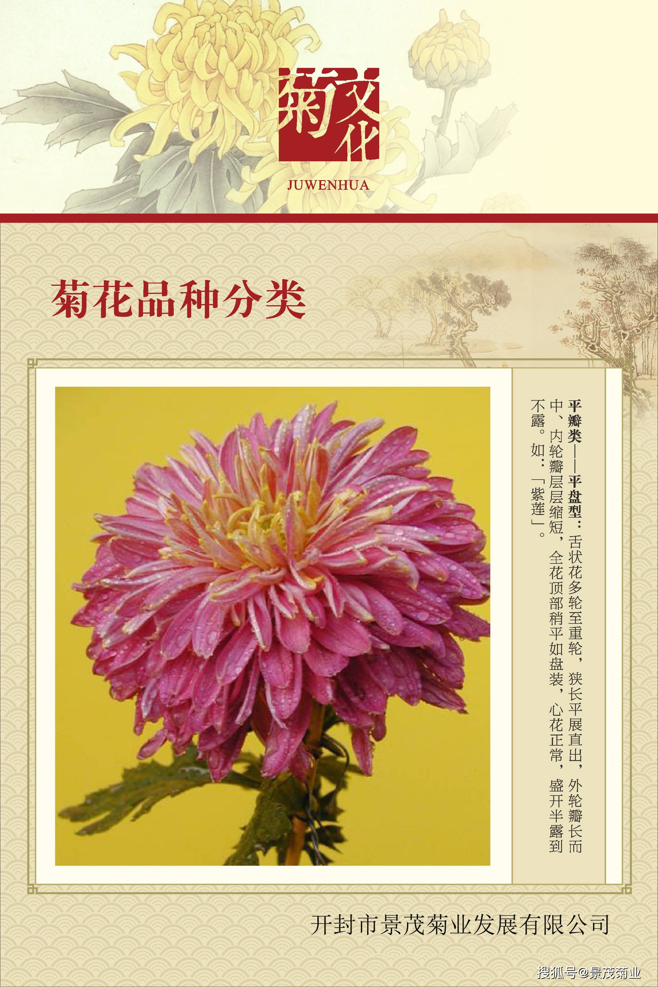 菊花的分类