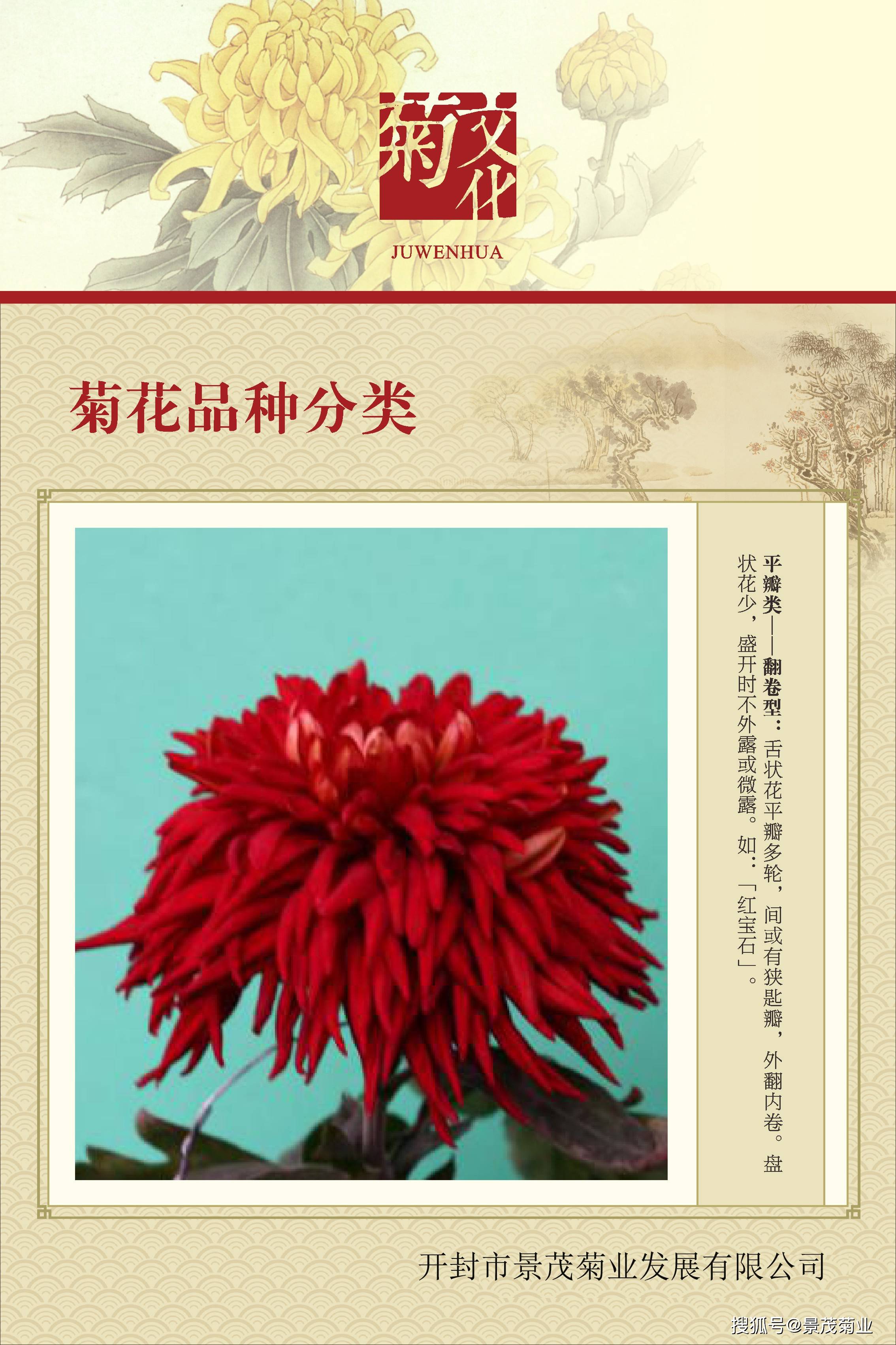 菊花的分类
