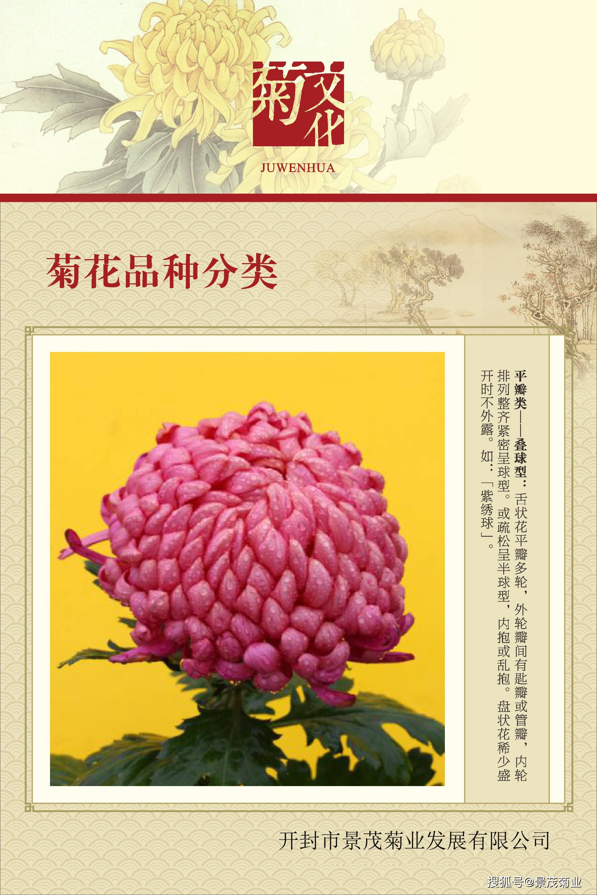菊花的分类